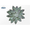 Echeveria Agavoides Glitter Pearl Cutflower Wincx-