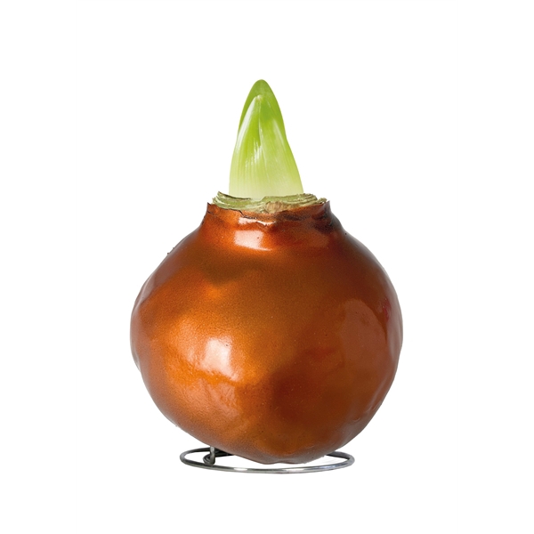<h4>Amaryllis Touch of Wax Metallic Copper 6x1, rode bloem, Tray236</h4>