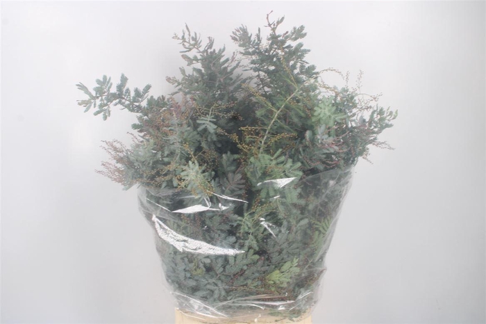 <h4>Acacia Balayana Flower Per Bunch</h4>