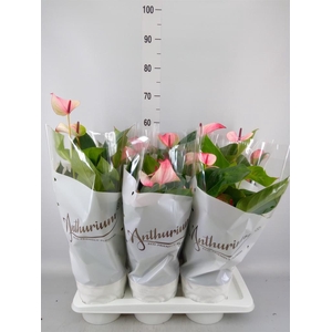 Anthurium andr. 'Mystique'