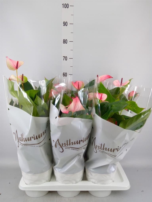 <h4>Anthurium andr. 'Mystique'</h4>