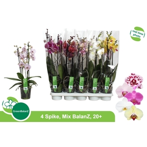 PHAL GEM