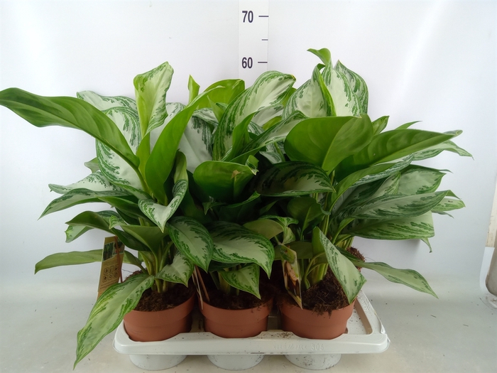 <h4>Aglaonema  'Silver Bay'</h4>