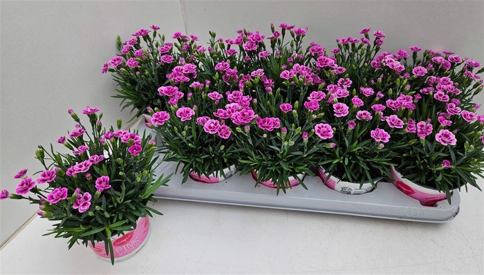 Dianthus Pink Kisses