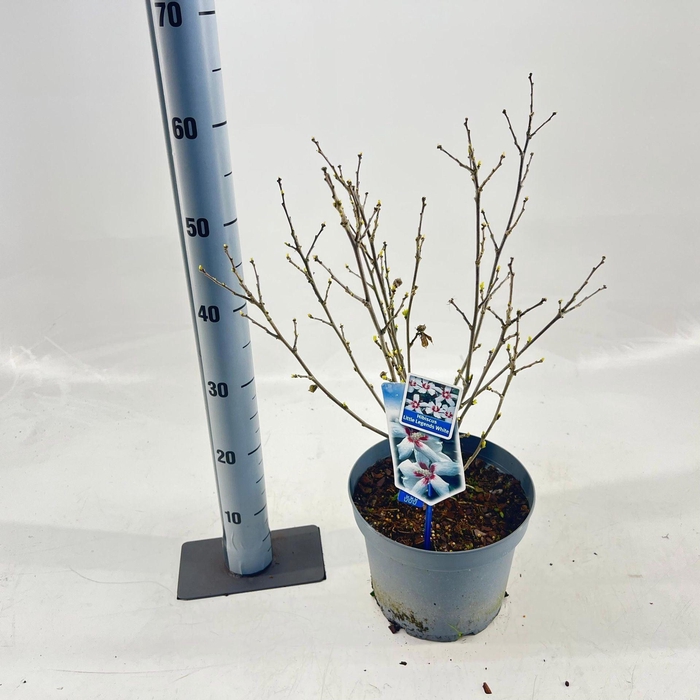 <h4>Hibiscus syriacus</h4>