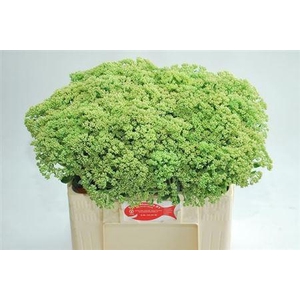 Sedum Spectabile