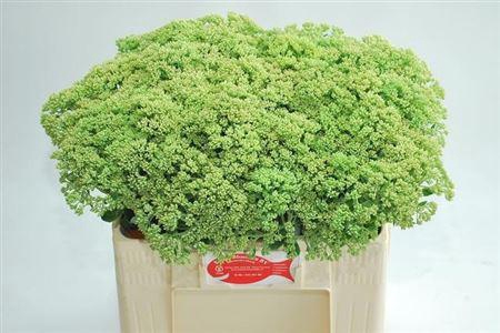 <h4>Sedum Spectabile</h4>