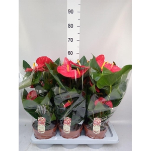 Anthurium   ...mix 4