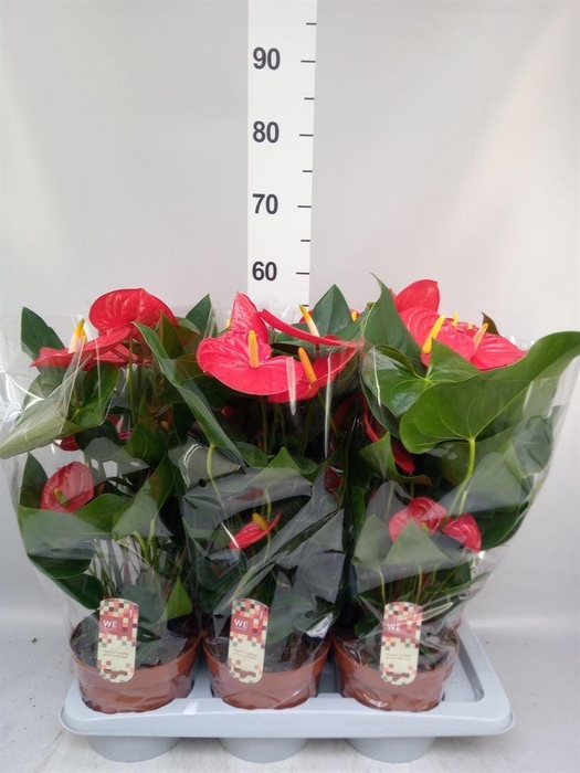 <h4>Anthurium   ...mix 4</h4>