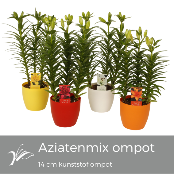 <h4>Lilium aziatenmix kunststof ompot 14 cm (az. lelie)</h4>