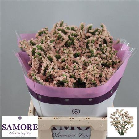 Lim S Apri Sun Birds