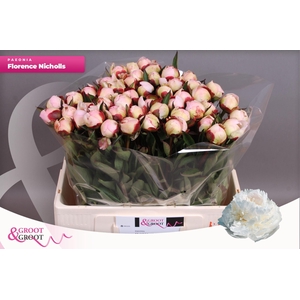 Paeonia Florence Nicholls | Heavy Quality