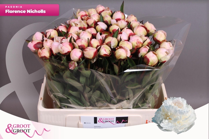 <h4>Paeonia Florence Nicholls | Heavy Quality</h4>