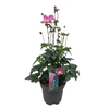 Anemone hupehensis Deep Rose (NL)