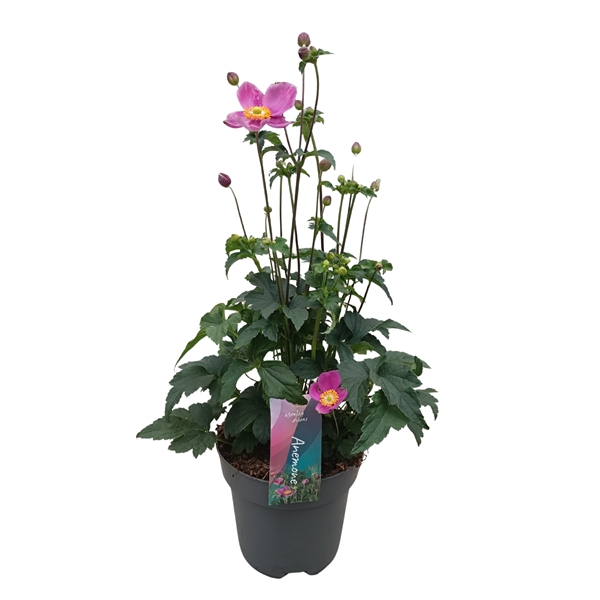 <h4>Anemone hupehensis Deep Rose (NL)</h4>