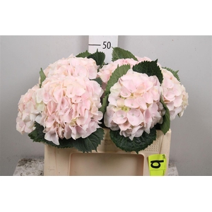 Hydr M My Pinktou Rz