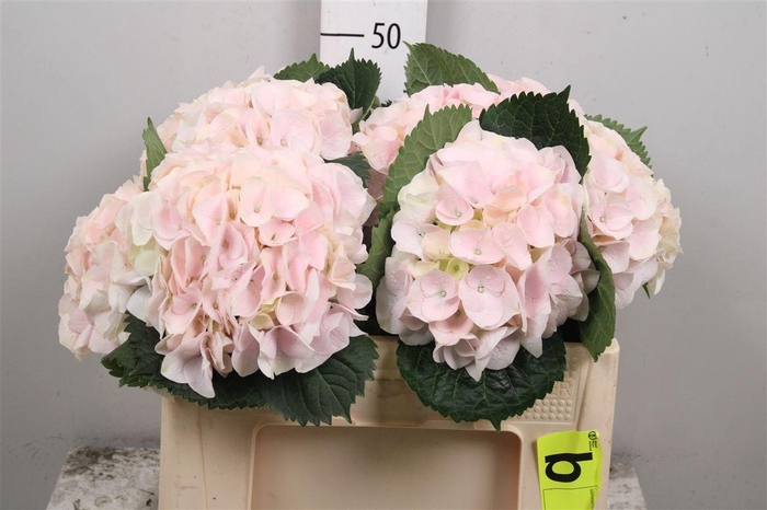 <h4>Hydr M My Pinktou Rz</h4>