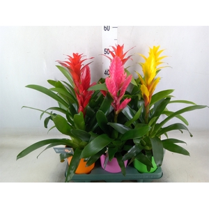 Bromelia   ...mix