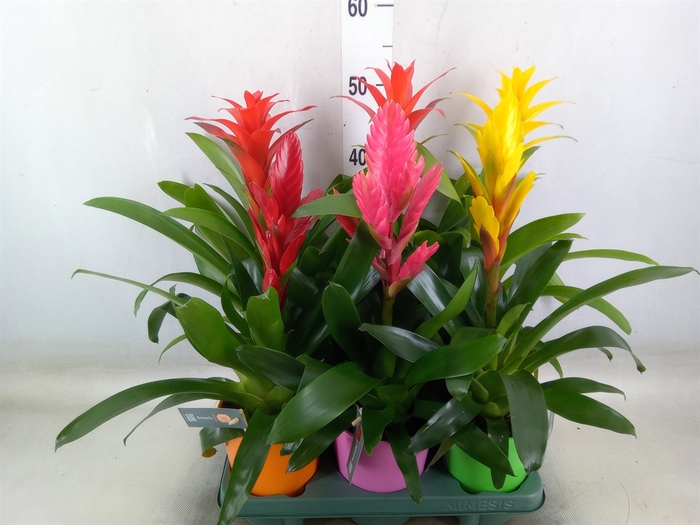 <h4>Bromelia   ...mix</h4>