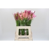Nerine Mix
