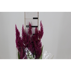 CELOSIA PLUMOSA 060 CM PINK