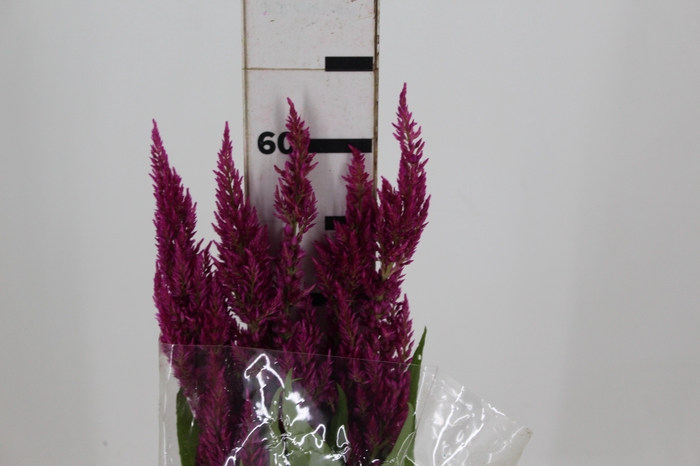 <h4>CELOSIA PLUMOSA 060 CM PINK</h4>