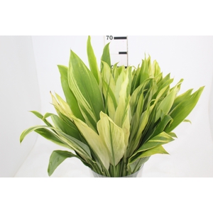 FOLHAGEM DRACENA ALBA
