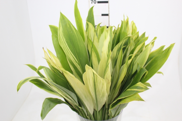 <h4>FOLHAGEM DRACENA ALBA</h4>