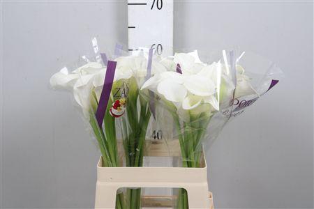 <h4>Zant White Art</h4>