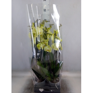Phalaenopsis  'Golden Coin'