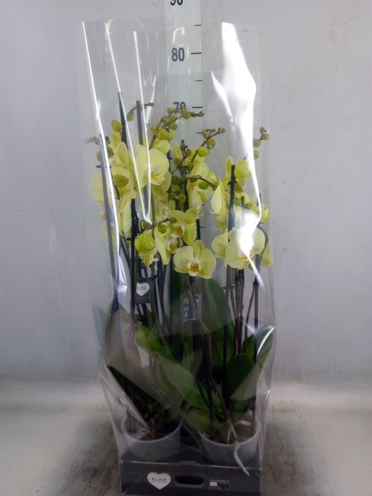 <h4>Phalaenopsis  'Golden Coin'</h4>