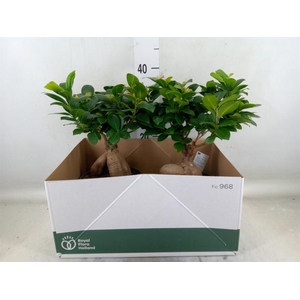 Ficus microcarpa 'Ginseng'