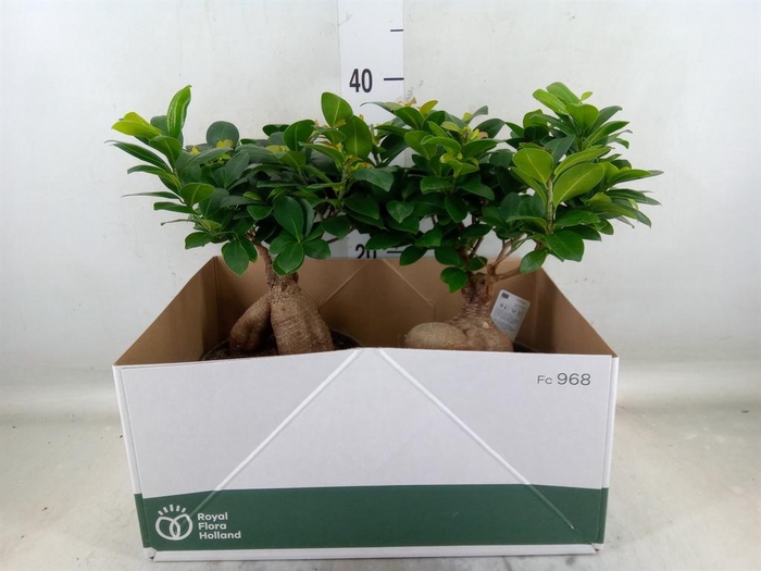 <h4>Ficus microcarpa 'Ginseng'</h4>