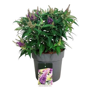 Buddleja d. B. Candy Little Lila