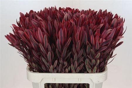 <h4>Leucad Jester</h4>