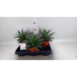 Agave  'Shaka Zulu'