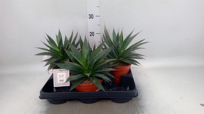 <h4>Agave  'Shaka Zulu'</h4>