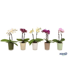 Glaspot Finn Tiny Dolls Mix 2T10+