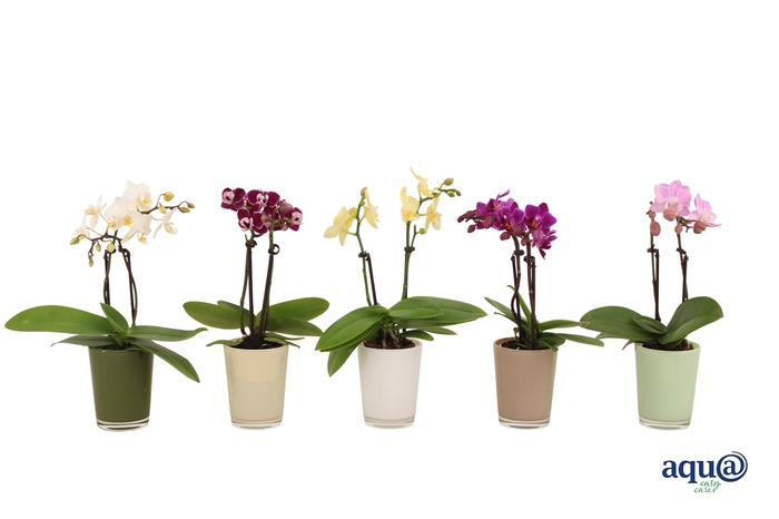 <h4>Glaspot Finn Tiny Dolls Mix 2T10+</h4>