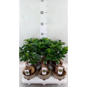 Ficus microcarpa 'Ginseng'