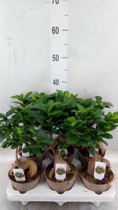 <h4>Ficus microcarpa 'Ginseng'</h4>