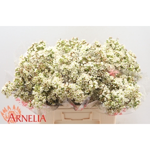 CHAMELAUCIUM 'DAWN PEARL'