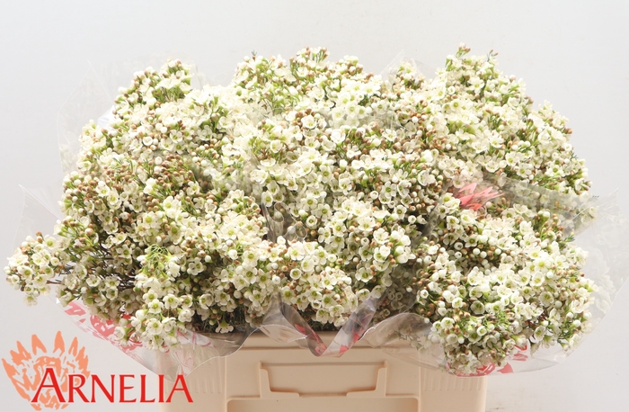 <h4>CHAMELAUCIUM 'DAWN PEARL'</h4>