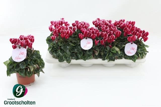 <h4>CYCL MIDI SUPER ODORA RED</h4>
