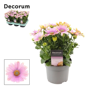 Osteospermum Cape Daisy Softly Pink