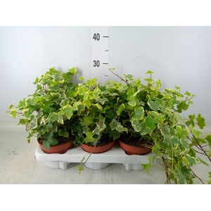 Hedera helix 'Tonny'