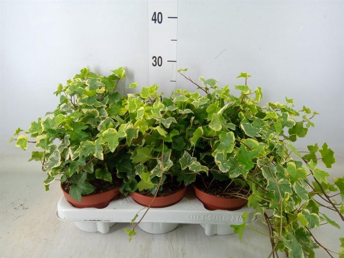 <h4>Hedera helix 'Tonny'</h4>
