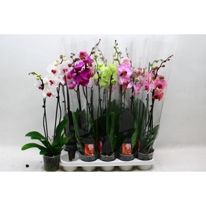 PHAL GEM