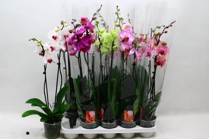 <h4>PHAL GEM</h4>