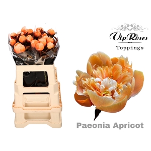 PAEONIA APRICOT x 20